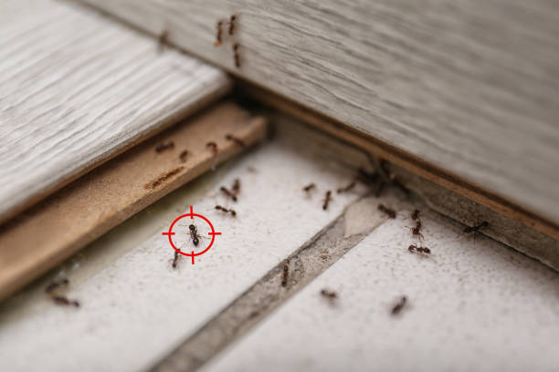 Wasp Removal Services in Bonny Doon, CA