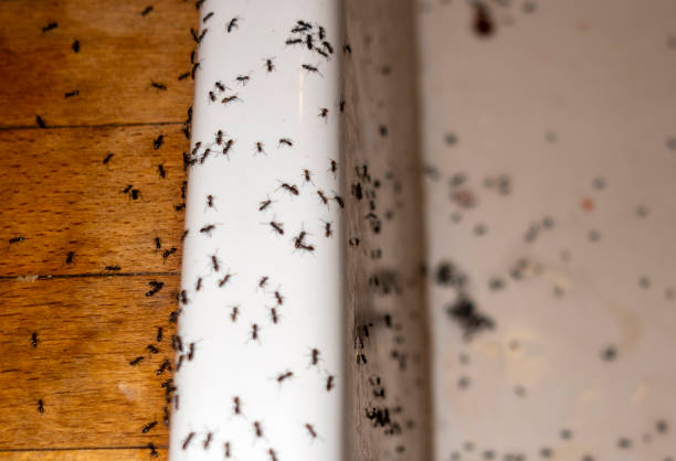Best Rat Extermination Near Me  in Bonny Doon, CA