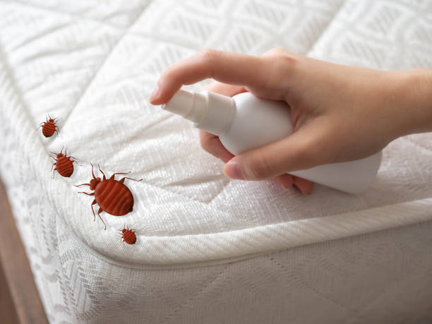 Reliable Bonny Doon, CA Pest Control Solutions