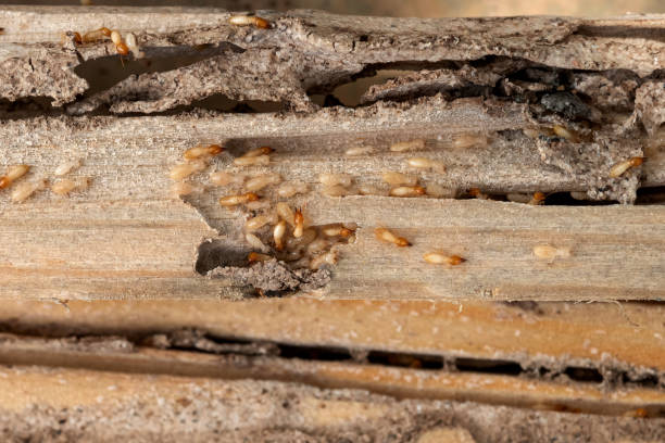 Best Pest Inspection Near Me  in Bonny Doon, CA